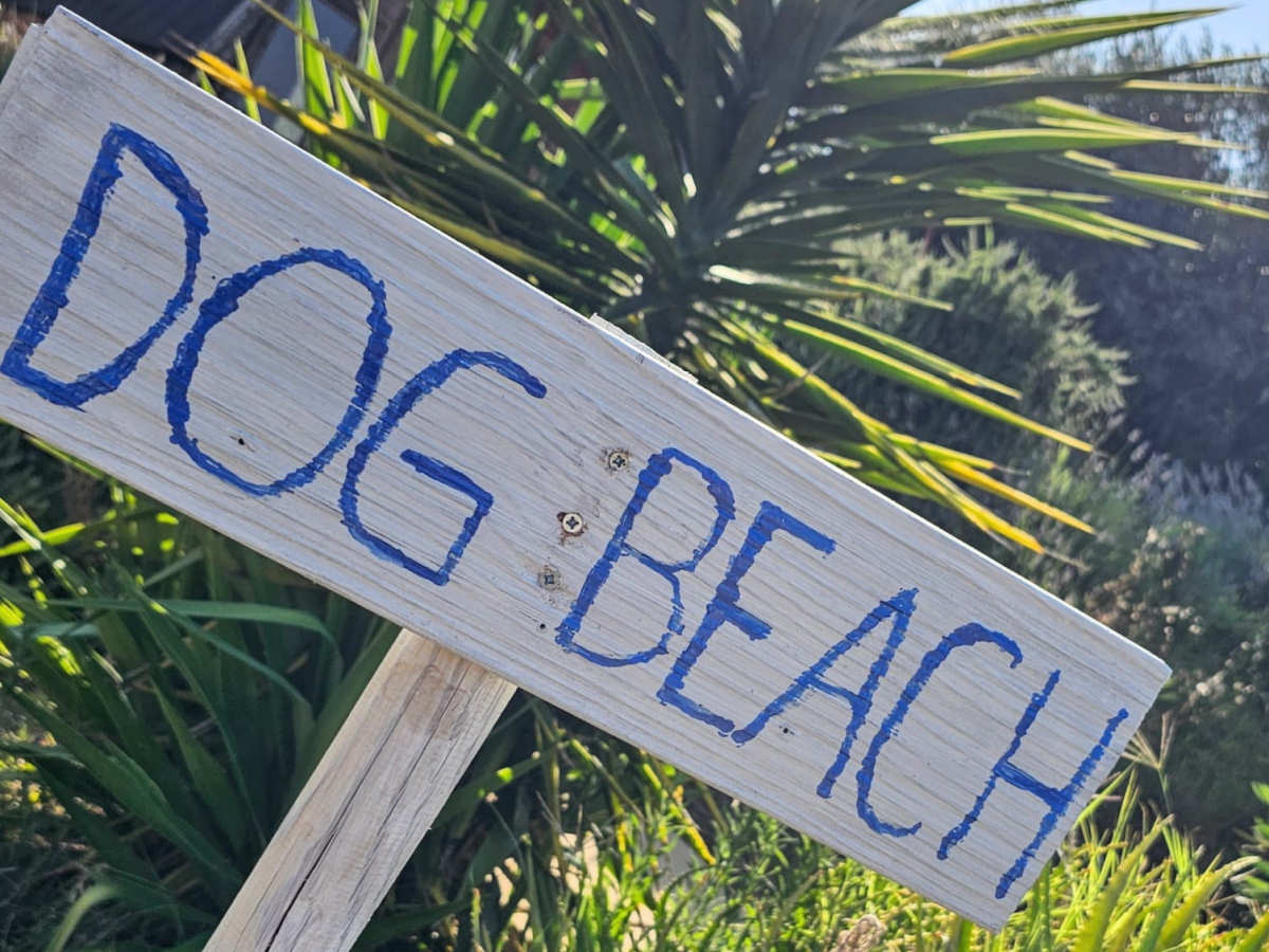 dog-beach-2